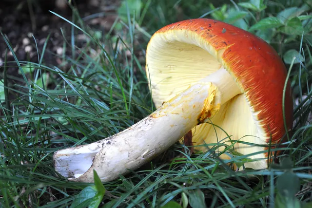 Una oronja con el sombrero naranja y las láminas y el pie amarillos