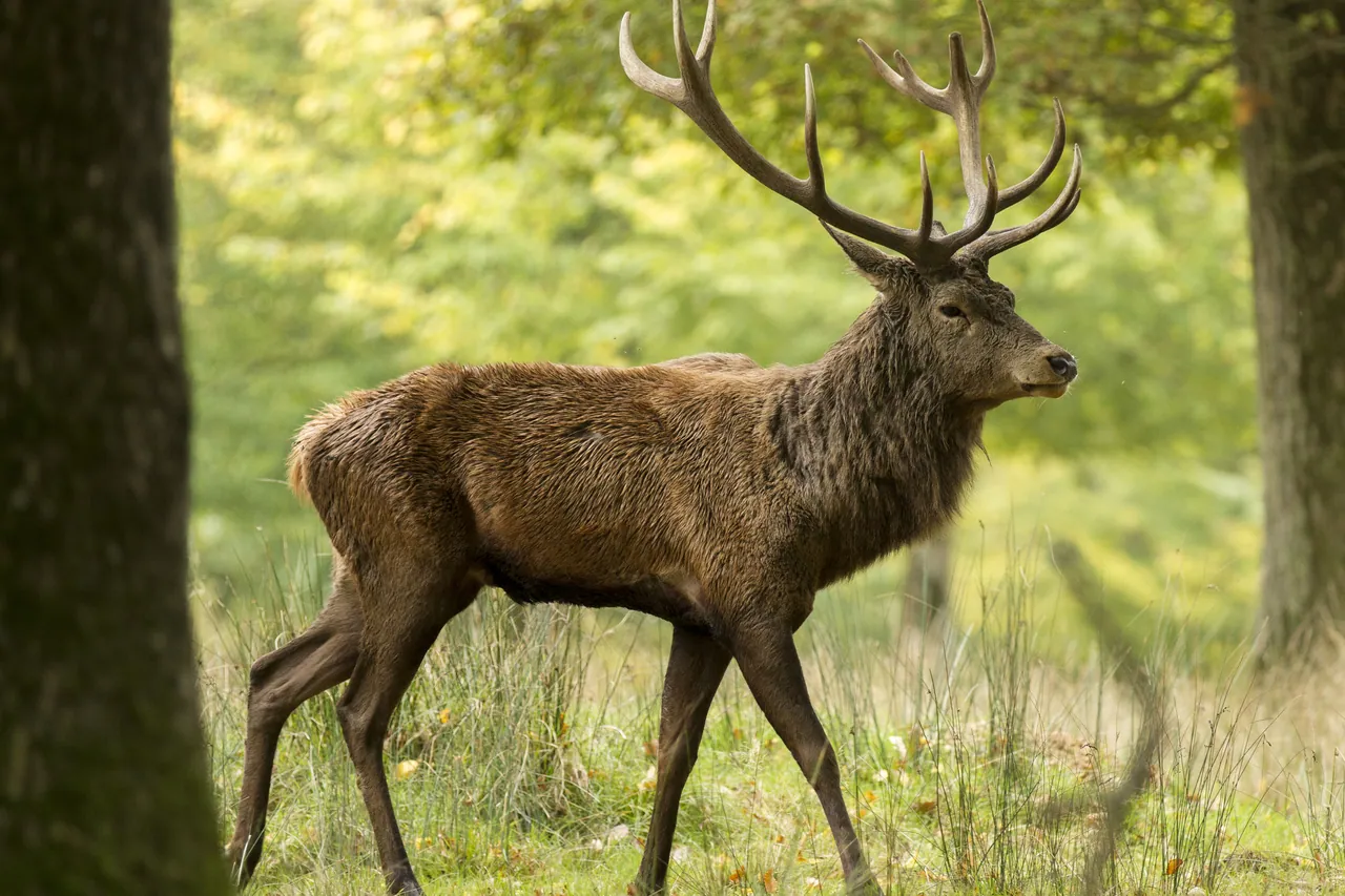 Un ciervo macho de perfil en el bosque, con la cuerna desarrollada