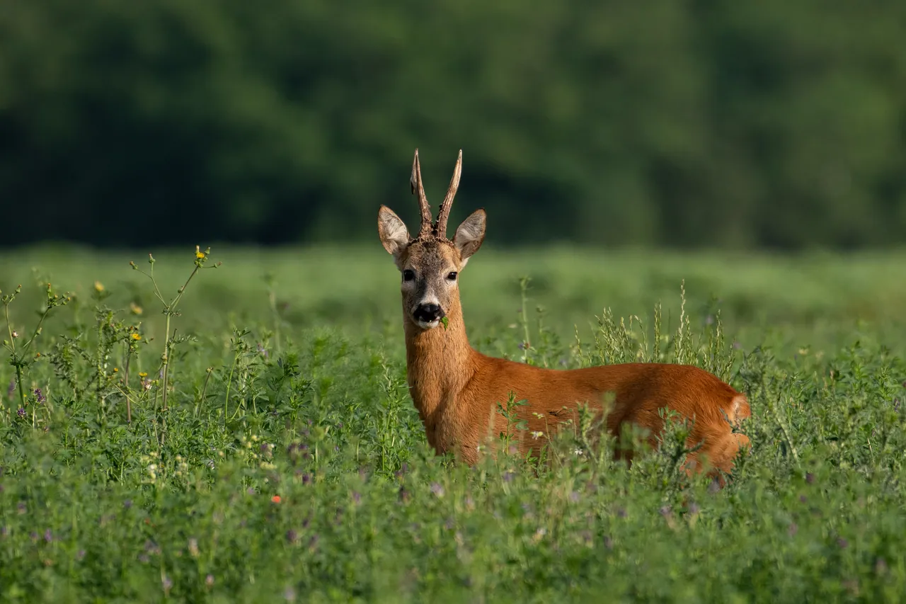 Un corzo macho con la cuerna corta en un prado verde