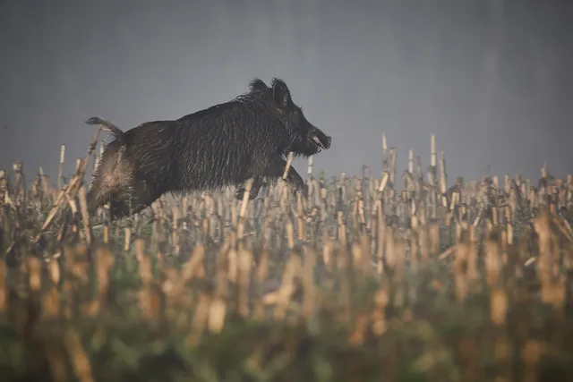Un jabalí cruzando un campo de rastrojo al atardecer