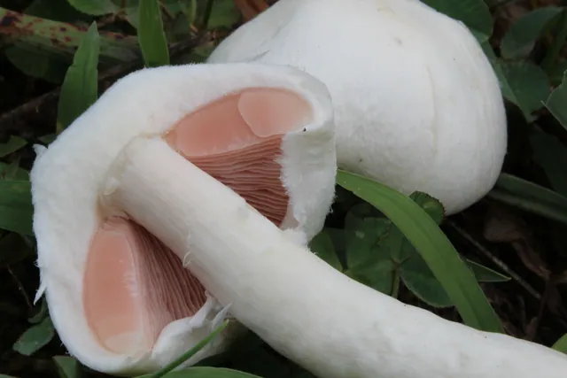 Un champiñón silvestre abierto mostrando las láminas rosadas
