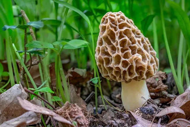 Una colmenilla con el sombrero alveolado como un panal y el pie blanco