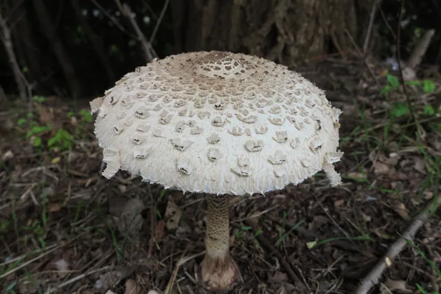 Un parasol con el sombrero escamoso abierto y el pie alto