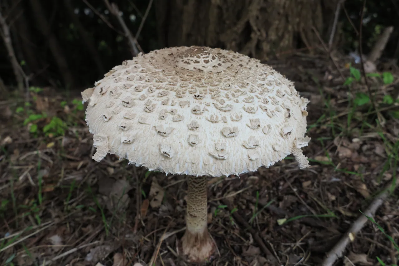 Un parasol con el sombrero escamoso abierto y el pie alto