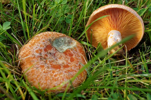 Dos níscalos entre la hierba: sombrero naranja con manchas verdosas y láminas anaranjadas